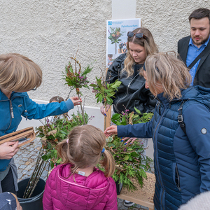 Palmsonntag / Foto Haijes Palmsonntag Pfarre Kirchdorf an der Krems