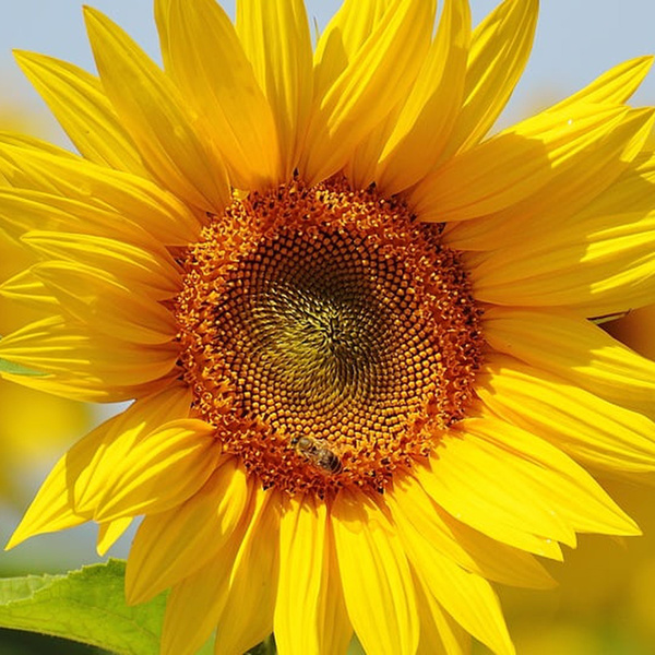 Sonnenblume / © Alexas_Fotos/pixabay.com/CC0 1.0 Sonnenblume